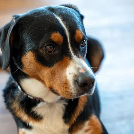 Boutiquehotel Zomm In Seefeld 4* Seefeld in Tirol