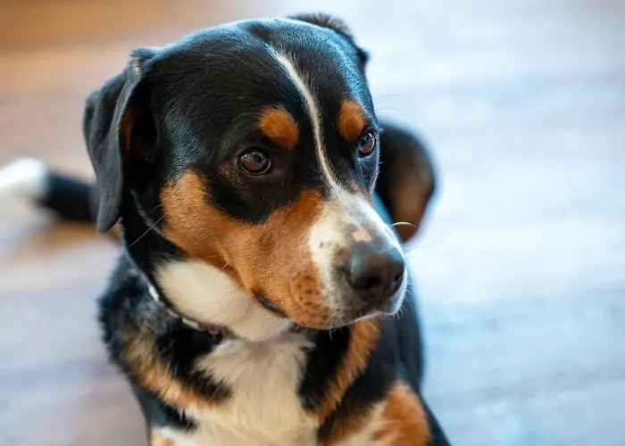 Boutiquehotel Zomm In Seefeld 4* Seefeld in Tirol